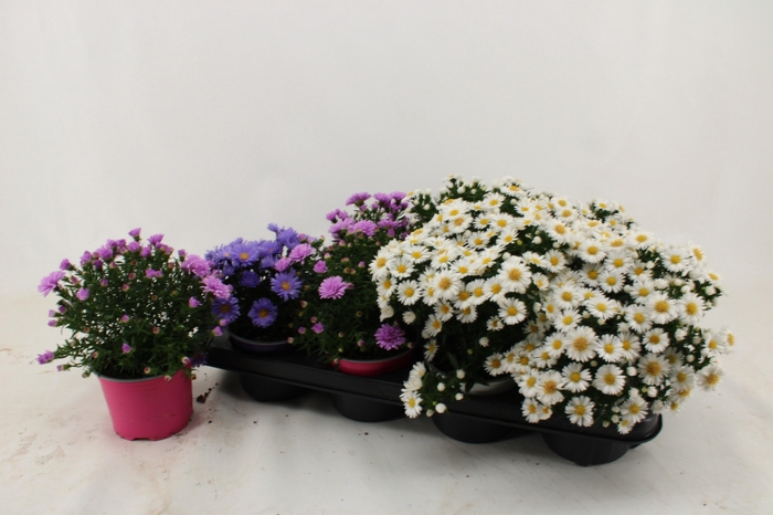 <h4>ASTER D ALPHA PINK</h4>