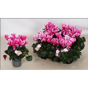 Cycl Gr Love Moments