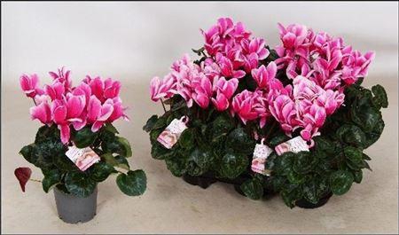 <h4>Cycl Gr Love Moments</h4>