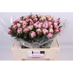 Paeonia lact. 'Sarah Bernhardt' 2-3