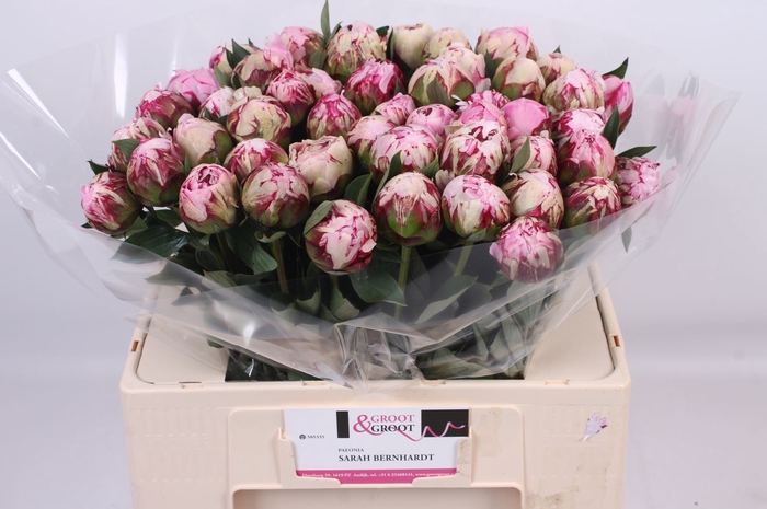 <h4>Paeonia lact. 'Sarah Bernhardt' 2-3</h4>