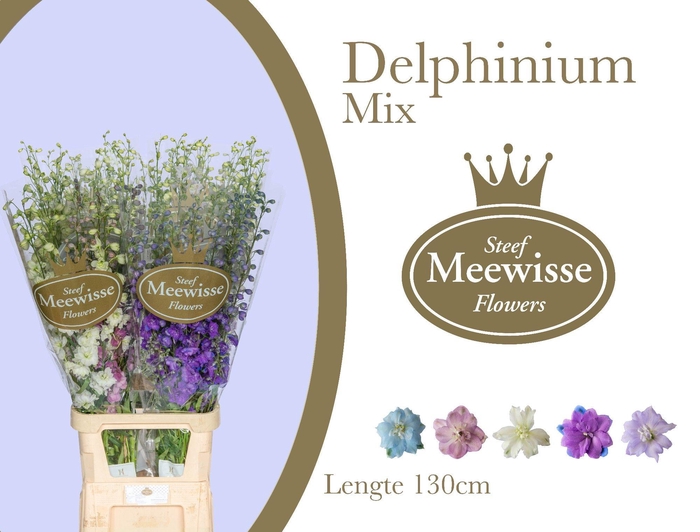 <h4>DELPH DU GEM</h4>