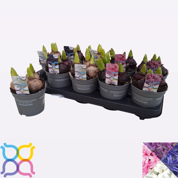 <h4>HYACIN PEAR GEM 4 KL</h4>