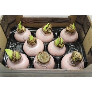 Amaryllis Bol Champ