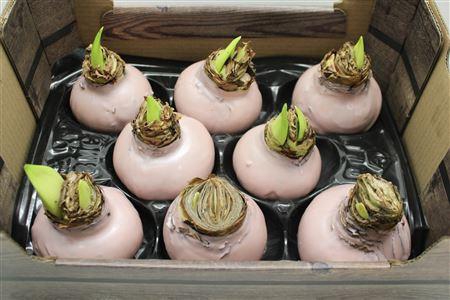 <h4>Amaryllis Bol Champ</h4>