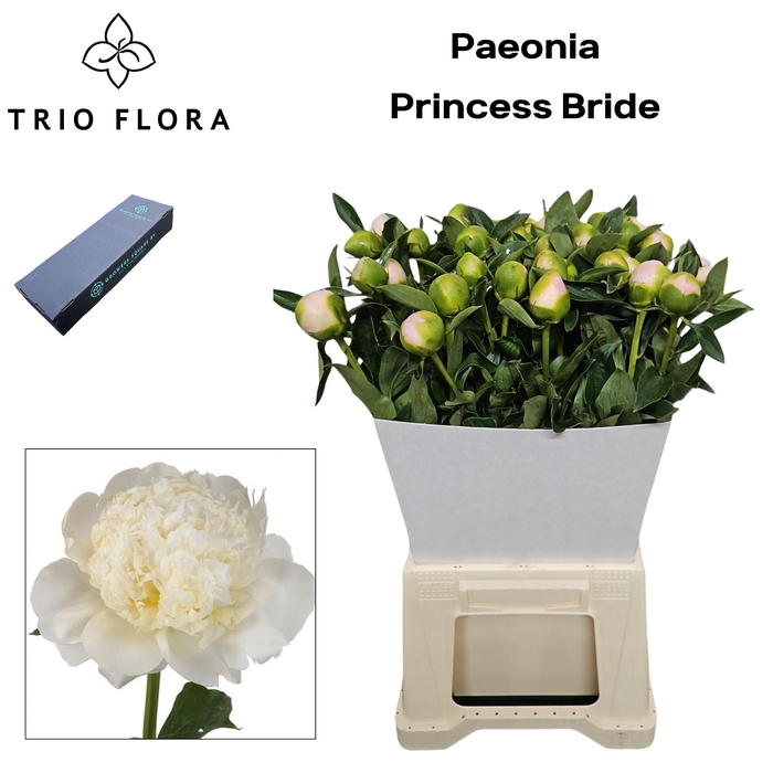 <h4>PAEO L PRINCES BRIDE S Box</h4>