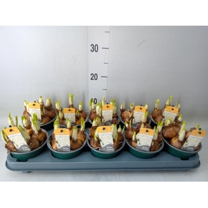 Narcissus DU 'Bridal Crown'