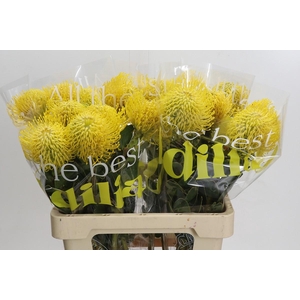 Nutans Ayoba Saffron