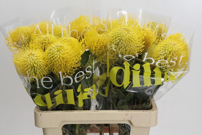 <h4>Nutans Ayoba Saffron</h4>