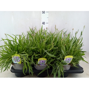 Catananche caerulea 'Major'