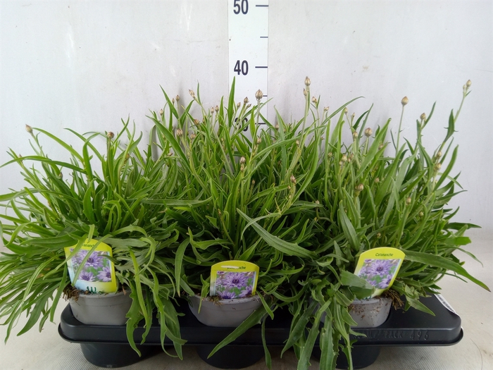<h4>Catananche caerulea 'Major'</h4>