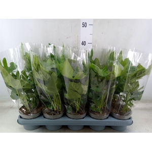 Fatsia japonica   ...