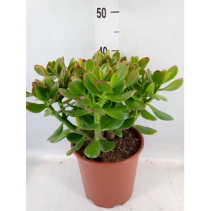 Crassula ovata 'Sunset'