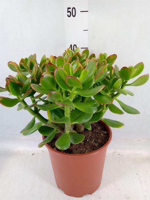 <h4>Crassula ovata 'Sunset'</h4>