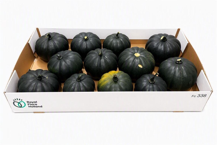 <h4>Sier Cuc P Black Cat X12</h4>