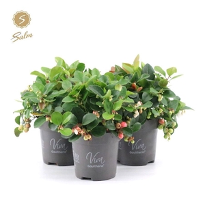 Gaultheria Big Berry