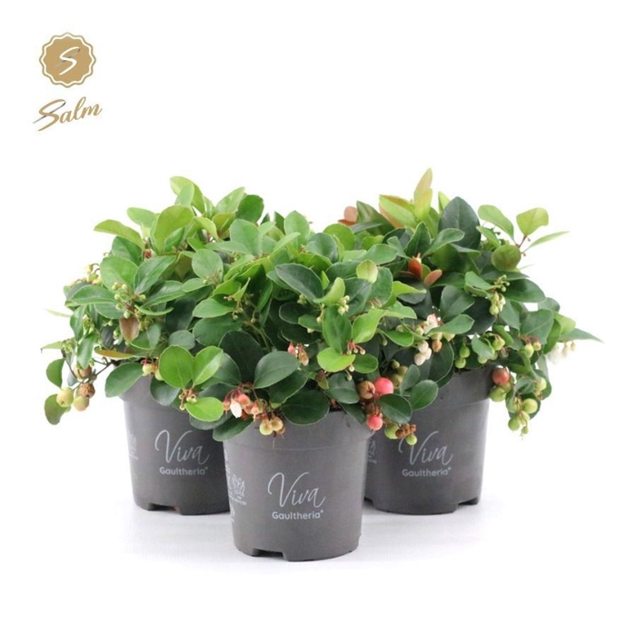 <h4>Gaultheria Big Berry</h4>