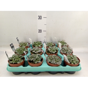 Succulents   ...