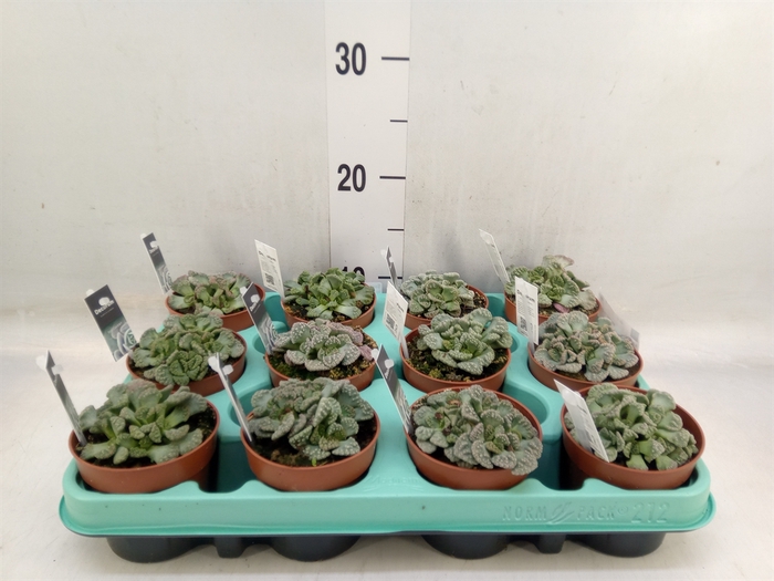 <h4>Succulents   ...</h4>