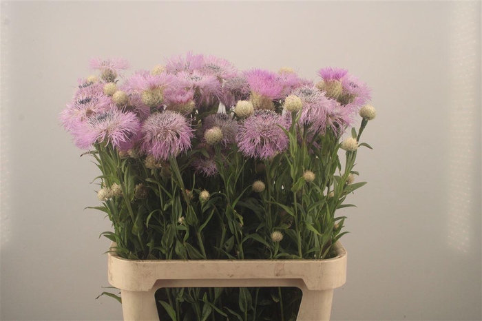 <h4>Centau Aloha Rosa</h4>