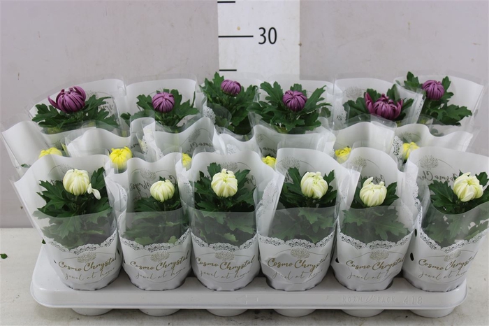 <h4>Chrysanth Deco Gemengd</h4>