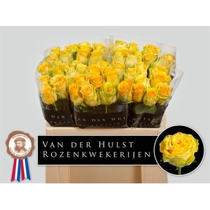 R Gr Lemon Finess Hulst