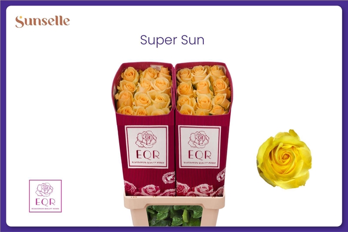 <h4>R GR SUPER SUN</h4>