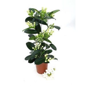 Stephanotis floribunda   ...