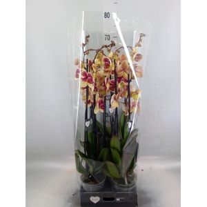 Phalaenopsis   ...yellow