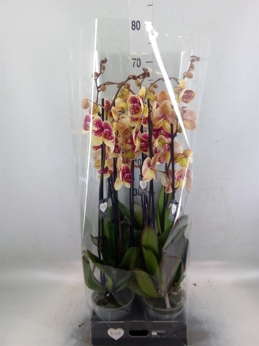 <h4>Phalaenopsis   ...yellow</h4>