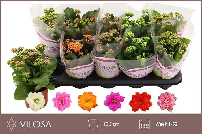 <h4>KAL GE GEM 6 KL</h4>