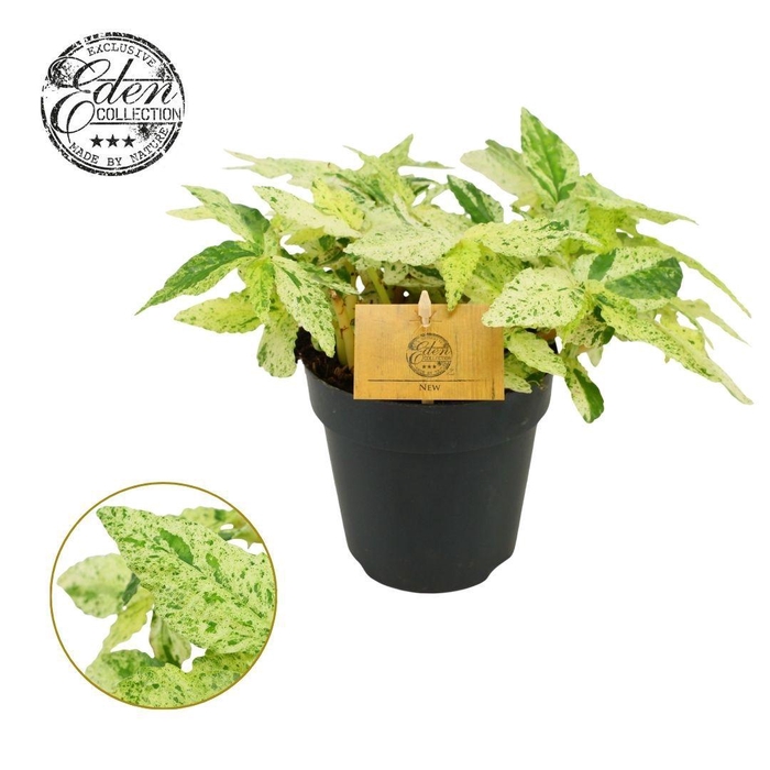 <h4>Pellionia repens Variegata 12 cm</h4>