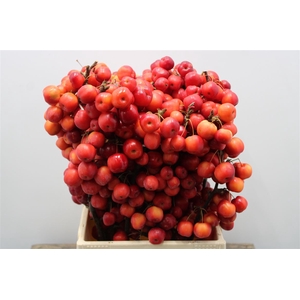 F Malus Red Sentinel Toppers Extra