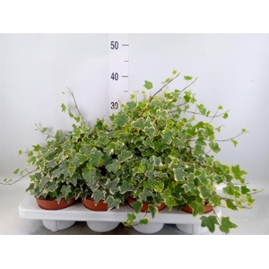 Hedera   ...variegated