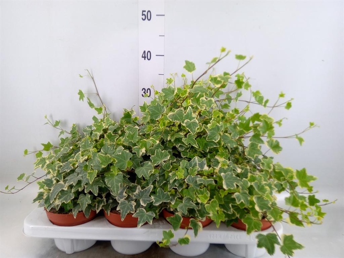 <h4>Hedera ...variegated</h4>