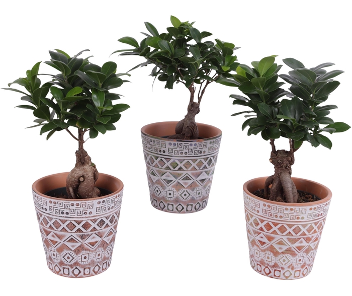 <h4>Ficus m. Ginseng Ball Shape Ø12cm in Ø14cm Ceramic Pot Maya</h4>