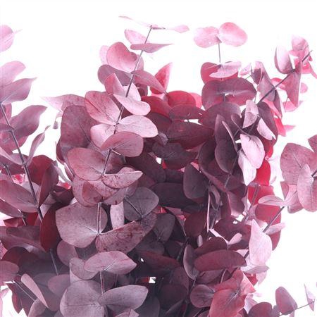 <h4>Cinerea Gepreserveerd Rood</h4>