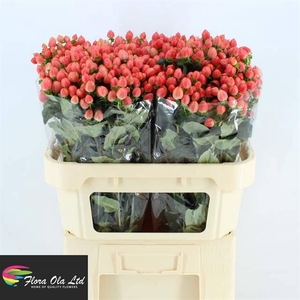 HYP MAG ROY PRINCESS