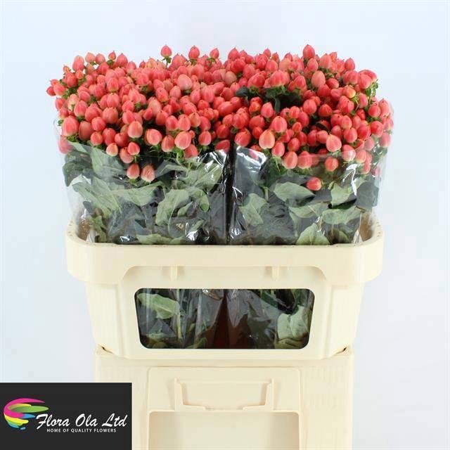 <h4>HYP MAG ROY PRINCESS</h4>