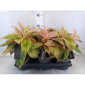 Aglaonema  'Salmon Fantasy'