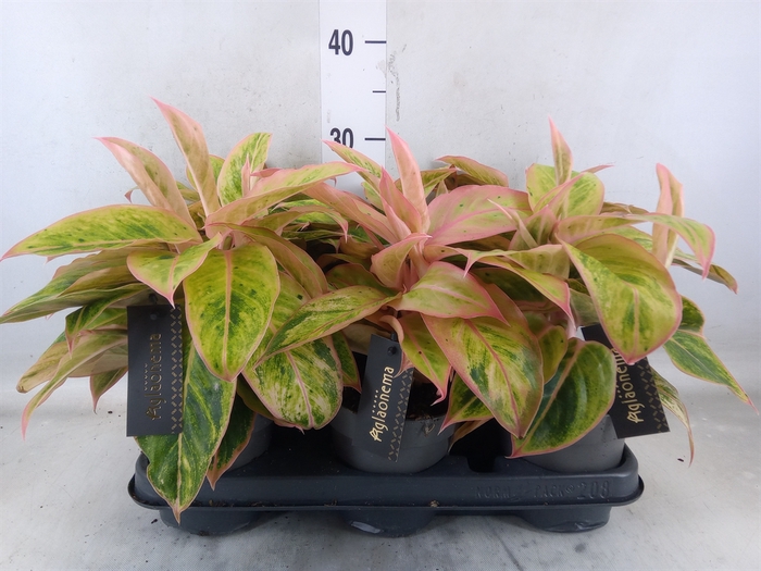 <h4>Aglaonema  'Salmon Fantasy'</h4>