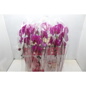 PHALAENOPSIS CASCATA ESPECIAL P15 FUCHSIA MIN 11 FLS