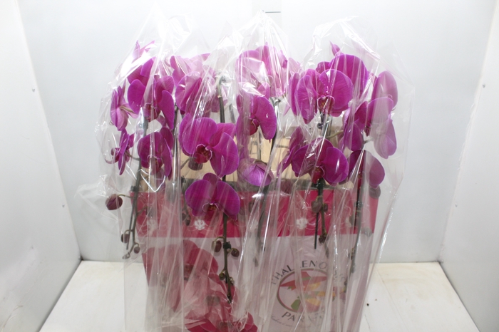 <h4>PHALAENOPSIS CASCATA ESPECIAL P15 FUCHSIA MIN 11 FLS</h4>