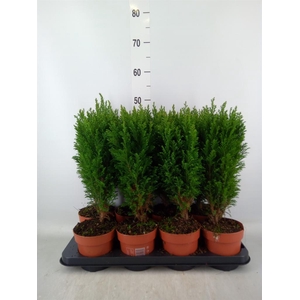 Chamaecyparis laws. 'Ellwoodii'