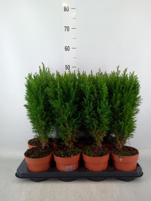 Chamaecyparis laws. 'Ellwoodii'