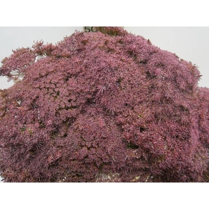 Ammi Vis Green Mist Aubergine