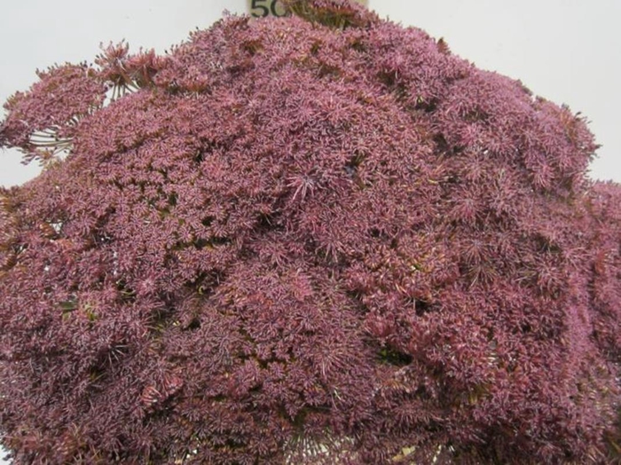 <h4>Ammi Vis Green Mist Aubergine</h4>