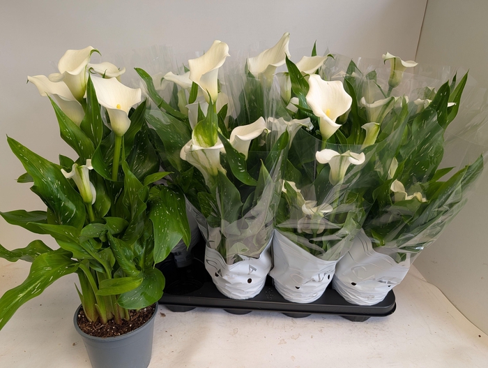 <h4>ZANT CAPT FRESCO</h4>