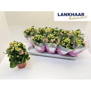 KAL GE PERFECTA PINK