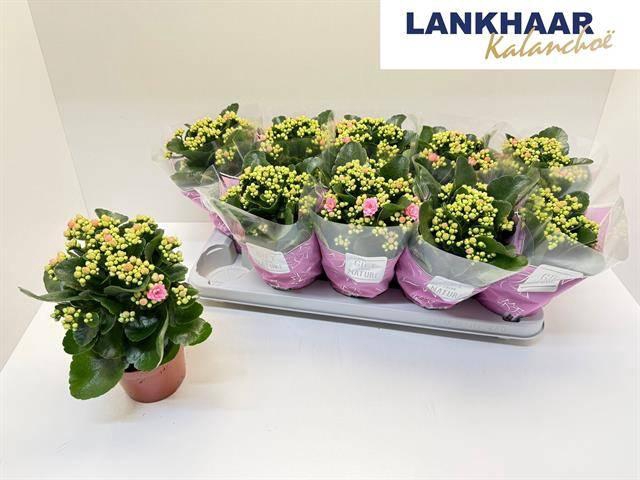 <h4>KAL GE PERFECTA PINK</h4>